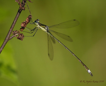 Lestes inaequalis, male